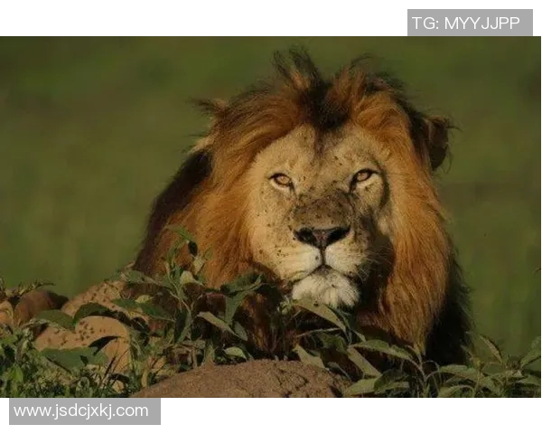 布林狮子与东方狮子的较量谁才是狮子王国的真正霸主 布林狮子与东方狮子的较量谁才是狮子王国的真正霸主